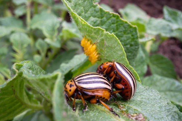 Volwassen Colorado Aardappelkevers Leptinotarsa Decemlineata Aardappelbladeren Een Paar Aardappelkevers Paren — Stockfoto
