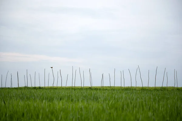 Одинокая Птица Сидит Одной Многих Деревянных Палочек Зеленом Пшеничном Поле — стоковое фото