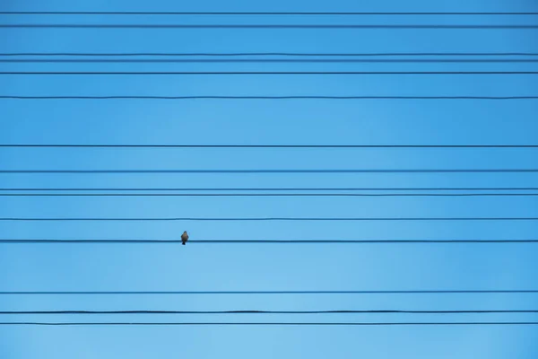青い空に対して多くの電線の一つに一羽の鳥が座っています ミニマルな自然写真 — ストック写真