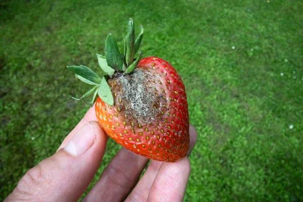 Fruta Morango Podre Com Fungo Molde Mão Homem Close — Fotografia de Stock