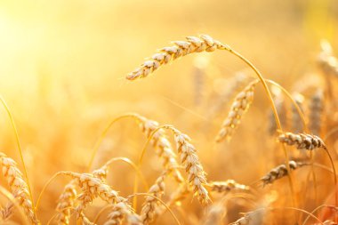 Kuru portakallı olgun buğday başakları tarım tarlalarında altın gün batımı ışığında parlıyordu. Ukrayna, Avrupa