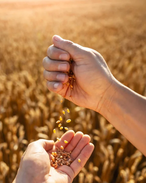 Ripe Wheat Grains Agronomist Hands Golden Field Glowing Orange Sunset — стоковое фото