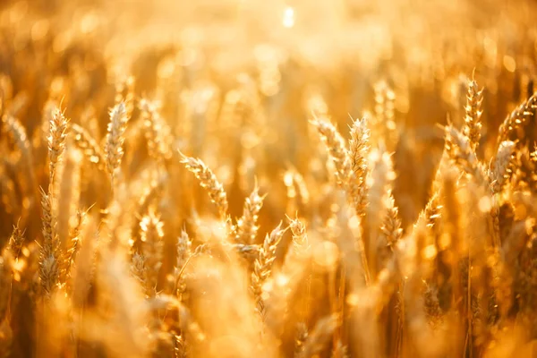 Dry Orange Ripe Wheat Spikelets Agricultural Farm Field Glowing Golden — Stock Photo, Image