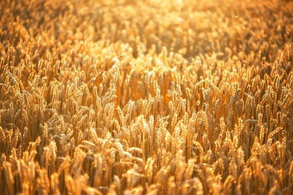 stock image Dry orange ripe wheat spikelets on agricultural farm field glowing by the golden sunset light. Ukraine, Europe