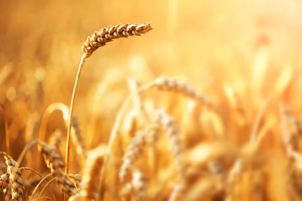 黄金の夕日の光に照らされた農地の畑で乾燥オレンジ熟した小麦の小穂 ウクライナ ヨーロッパ — ストック写真