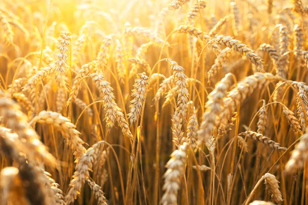 黄金の夕日の光に照らされた農地の畑で乾燥オレンジ熟した小麦の小穂 ウクライナ ヨーロッパ — ストック写真