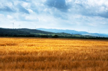 Olgun arpa tarlası. Mavi gökyüzü. Kabarık bulutlar. Arka planda rüzgar türbinleri. Endüstriyel ve tarım arazisi. Ukrayna, Avrupa