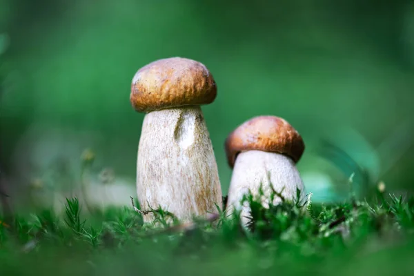 Dois Cogumelos Brancos Porcini Boleto Musgo Verde Floresta Verão — Fotografia de Stock