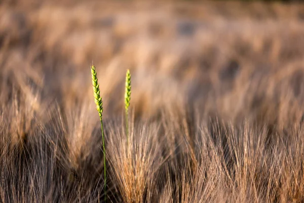 熟した大麦のフィールド上の2つの緑の小麦の小穂は オレンジ色の夕日の光に輝く 農業の背景 ウクライナ ヨーロッパ — ストック写真