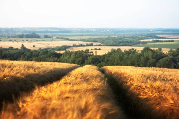 Dojrzałe Pole Jęczmienia Ukraińskich Gruntach Rolnych Scena Wiejska Lecie Ukraina — Zdjęcie stockowe