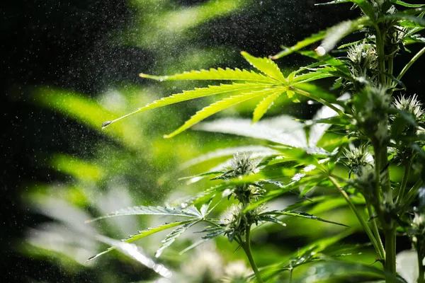 大麻の茂みに雨が降ります 光の雨や灌漑散水中に水滴とマリファナの新鮮な緑の葉 医療用マリファナ栽培の概念 — ストック写真