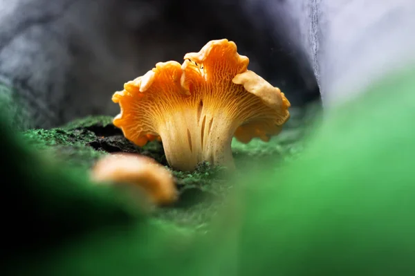 在夏天的森林里 在绿色苔藓中生长着橙色的香菇 最美味 最健康的食用菌之一 — 图库照片