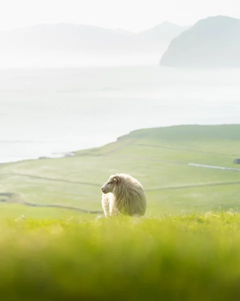 Vue Matin Sur Les Îles Féroé Été Avec Des Moutons — Photo
