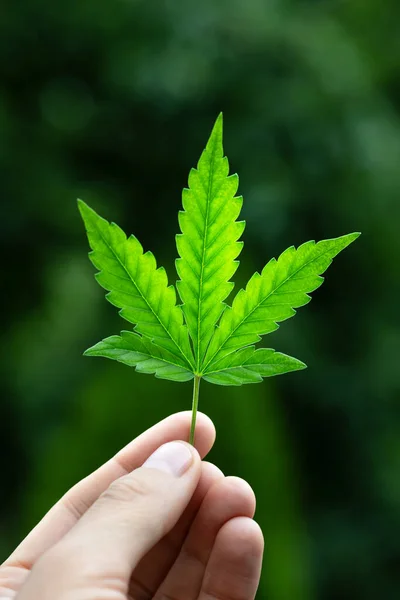 Człowiek Trzyma Rękę Młody Zielony Liść Marihuany Medyczna Koncepcja Uprawy — Zdjęcie stockowe