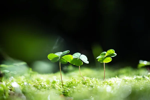 Grüne Blätter Der Oxalis Suksdorfii Pflanze Dunklen Sommerwald Hintergrund Natur — Stockfoto