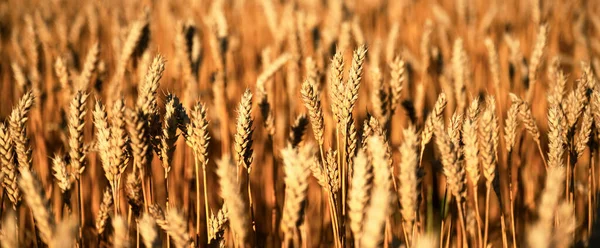 Dry Orange Ripe Wheat Spikelets Panorama Agricultural Farm Field Glowing — Stock Photo, Image