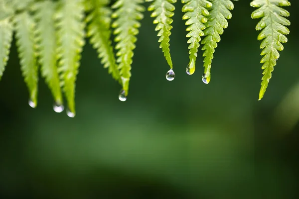 夏の熱帯雨林の緑のシダの葉の上に水滴の閉鎖ショット 花のような質感 マクロ写真 自然概念の背景 — ストック写真
