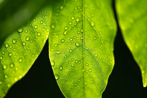 夏天的热带雨林里 水滴在绿叶上的特写镜头 植物的纹理 宏观摄影 自然概念背景 — 图库照片