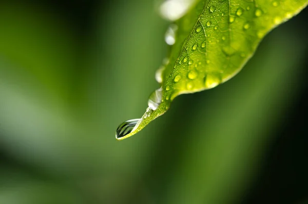 水滴在绿叶上的特写镜头 热带雨林树叶中的雨 自然概念背景 — 图库照片
