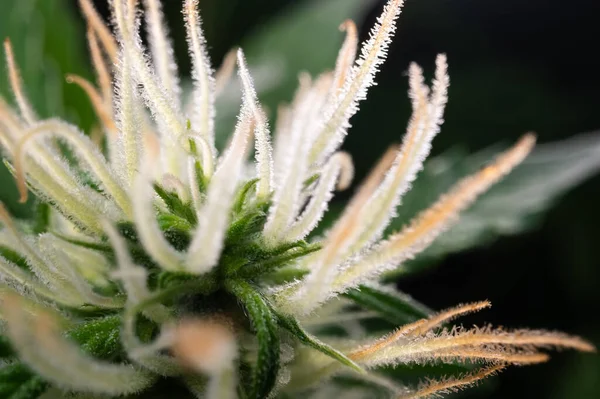 Closeup Flowering Cannabis Indica Sativa Female Bud Trichomes Hairs Marijuana — Stock Photo, Image