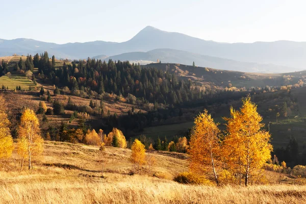 Jesienne Góry Żółte Brzozy Górskiej Łące Karpaty Ukraina Fotografia Krajobrazu — Zdjęcie stockowe