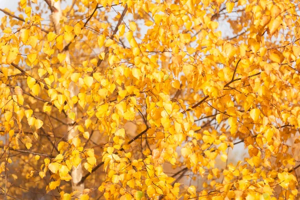 秋天森林里的黄桦叶 自然下降背景 — 图库照片