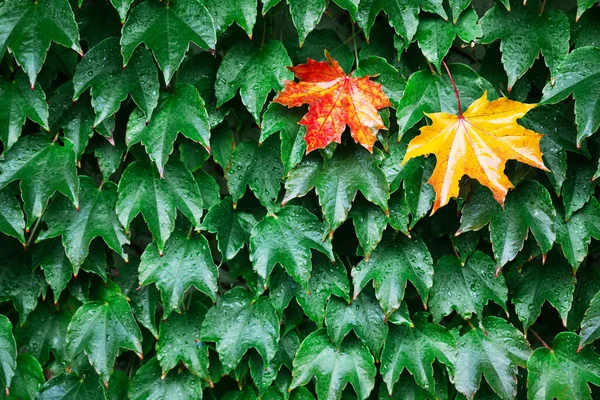 Two Orange Yellow Maple Leaves Green Foliage Wall Autumn Fall — Stock Photo, Image
