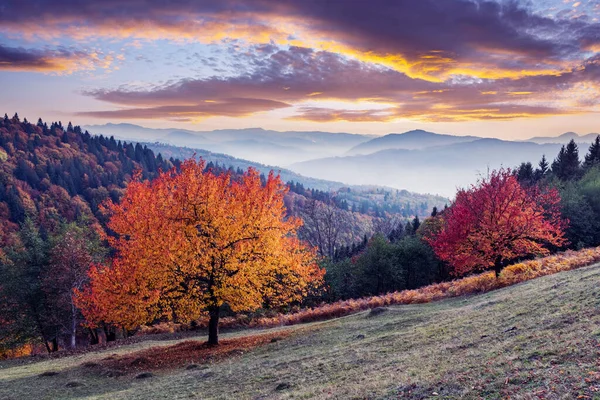 Sonbahar Çayırında Kırmızı Kiraz Ağaçları Günbatımında Ukrayna Karpat Dağları — Stok fotoğraf