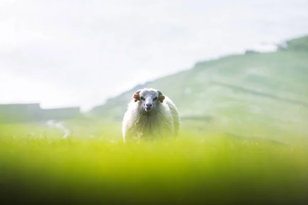 前景に羊と夏のフェロー諸島の朝の景色 デンマークのストリーミー島 風景写真 — ストック写真