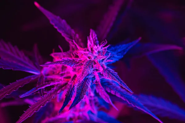 Macro Inyectado Brote Cannabis Con Flores Con Tinte Rosa Púrpura — Foto de Stock