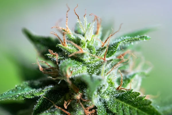 大麻花蕾盛开的宏观镜头 苦瓜和大麻芽花的毛发 医疗大麻种植概念 — 图库照片