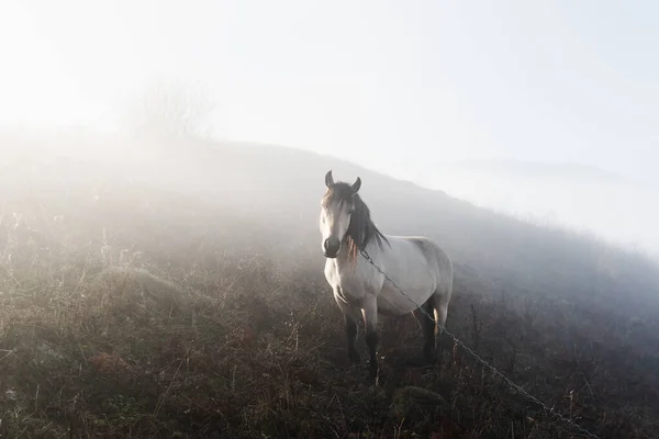 stock image Lonely white horse in foggy meadow on mountains meadow. Landscape photography