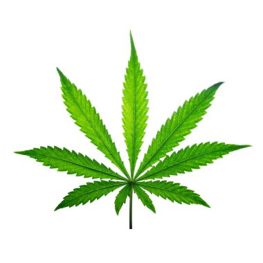Kenevir yaprağı beyaz arka planda izole edilmiş. Beyaz üzerinde tıbbi marihuana yaprağı