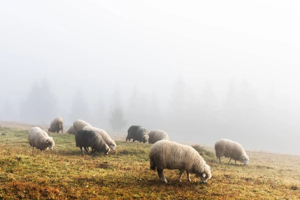 霧に覆われた秋の牧草地に羊の群れがいる 間違った背景にある松林 カルパティア山 ウクライナ ランドスケープ写真 — ストック写真