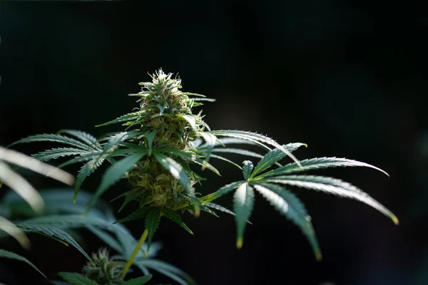 大麻は暗い背景に茂っています マリファナの新鮮な緑の葉が近づいています 医療用マリファナ栽培コンセプト — ストック写真