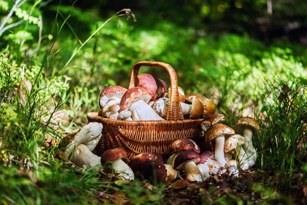 森の草で食べられる白いキノコが付いているバスケット ボレトス エディス 森で磁器を収集する — ストック写真