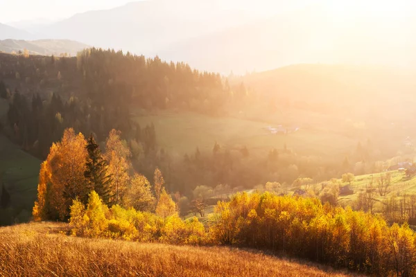 Cena Incrível Nas Montanhas Outono Birchs Amarelos Fantástica Luz Solar — Fotografia de Stock