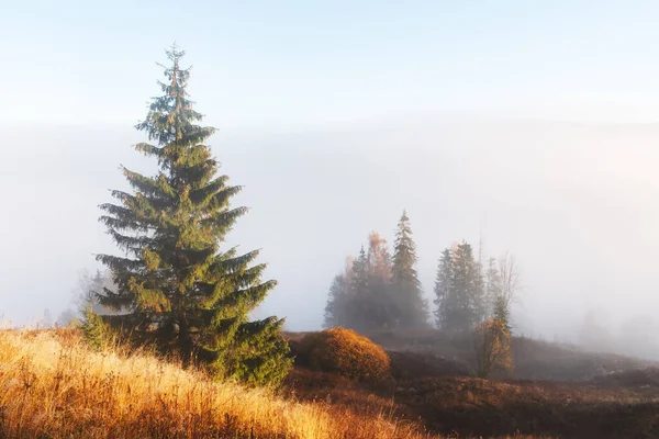 秋の山の素晴らしいシーン オレンジの草と松の木は素晴らしい朝霧で カルパティアン ヨーロッパ ランドスケープ写真 — ストック写真