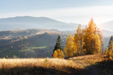 Sonbahar dağlarında inanılmaz bir manzara. Sabah güneşinde sarı huş ağaçları. Karpatlar, Avrupa