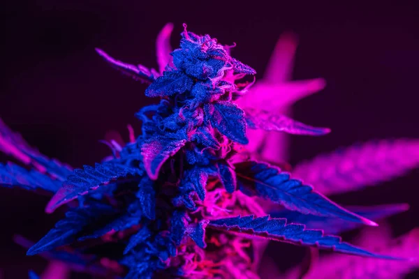 Macro Inyectado Brote Cannabis Con Flores Con Tinte Rosa Púrpura — Foto de Stock