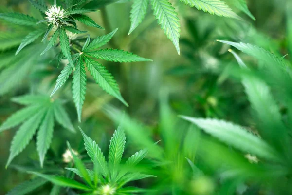 大麻的新鲜绿叶紧密相连 医用大麻种植概念 — 图库照片