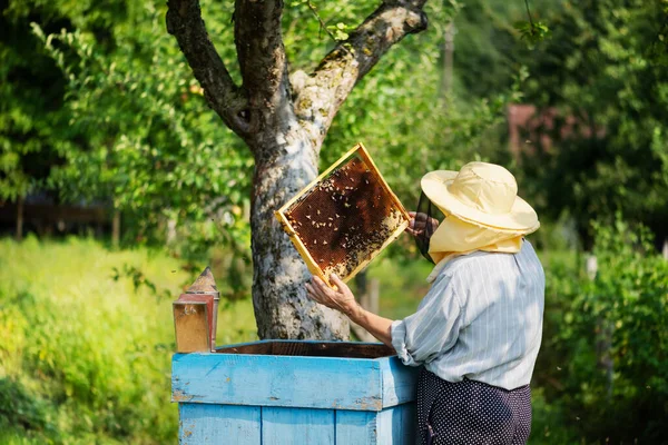 Včelař Letní Zahradě Prohlíží Včelařský Rámeček Plný Včel Medu Koncept — Stock fotografie
