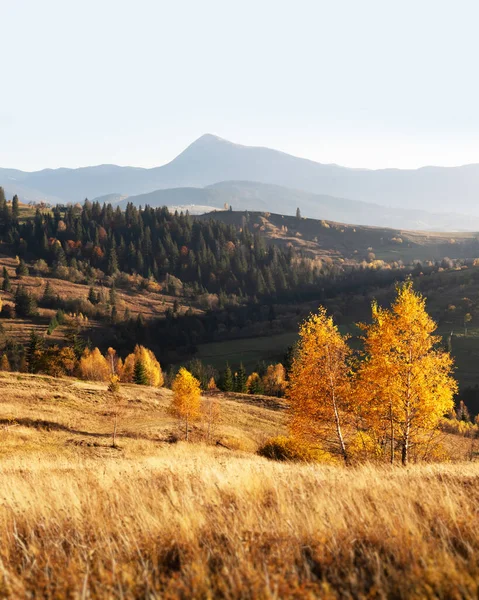 Autumn Mountains Ukrainian Carpathians Yellow Birchs Mountain Meadow Landscape Photography — Stock Photo, Image