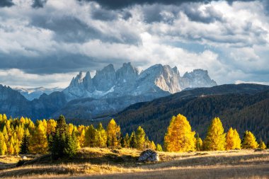 İtalyan Dolomite Alpleri 'ndeki Valfreda Vadisi' nde muhteşem bir sonbahar manzarası. Sarı ve turuncu karaçam ormanları ve arka planda karlı dağlar. Dolomitler, İtalya. Peyzaj fotoğrafçılığı