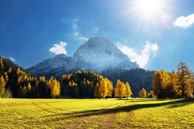 İtalyan Dolomite Alpleri 'nde muhteşem bir sonbahar manzarası var. Turuncu karaçam ormanları ve arka planda sisli dağlar. Dolomitler, İtalya. Peyzaj fotoğrafçılığı