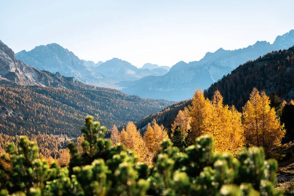 Incroyable Vue Automne Sur Les Alpes Dolomites Italiennes Forêt Mélèzes — Photo