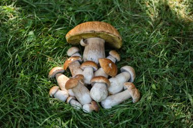 Ormanda yeşil çimlerde yenilebilir beyaz mantarlar. Boletus edulis. Ormanda porcini topluyorum.