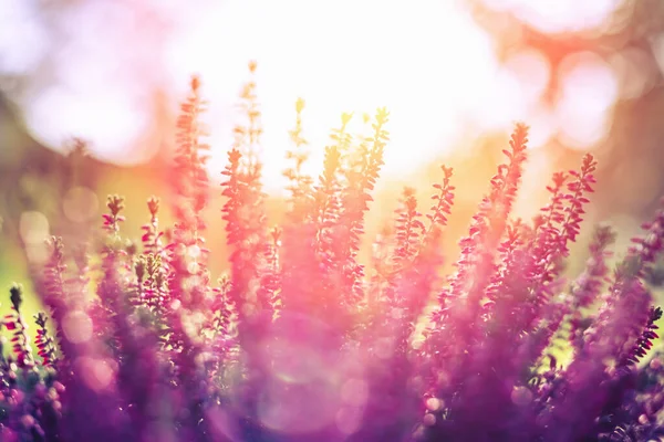 Ling or Calluna vulgaris as a floral background. Pink and purple Heather flowers blossom in the sunny meadow