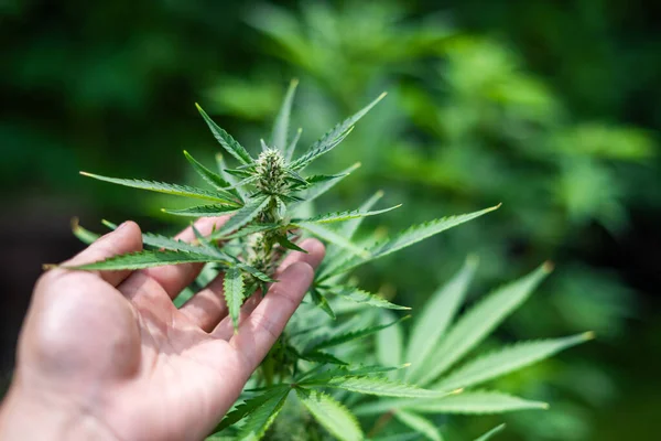 Färska Gröna Blad Cannabis Marijuana Handen Nära Håll Medicinsk Marijuanaodling — Stockfoto