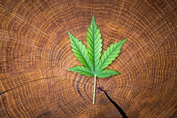 木製のスタンプの上に大麻マリファナの新鮮な緑の葉が近づいています 医療用マリファナ栽培コンセプト — ストック写真